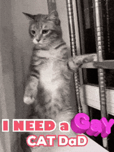 Cat Standing Saying I Need A Gay Cat Dad GIF