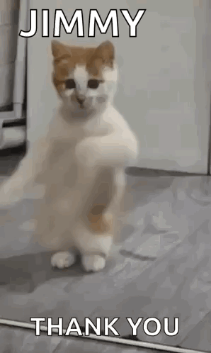 Cat Standing With Paws Up Saying Jimmy Thank You GIF