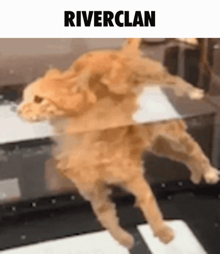 Cat Standing With Riverclan Above GIF