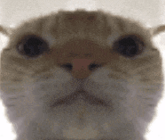 Cat Stare Gif GIF