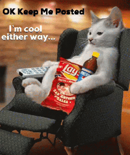 Cat Staying Cool Just Keep Me Posted GIF