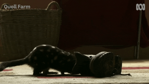 Cat Stealing A Shoe GIF