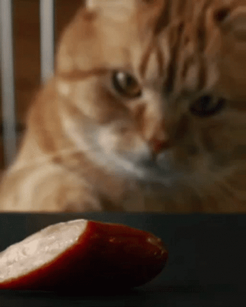 Cat Stealing Sausages GIF