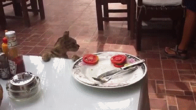 Cat Stealing Tomato Slice GIF