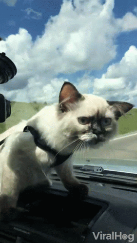 Cat Sticking Head Out Car Window Viralhog