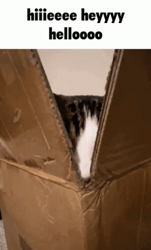 Cat Sticking Head Out of Cardboard Box