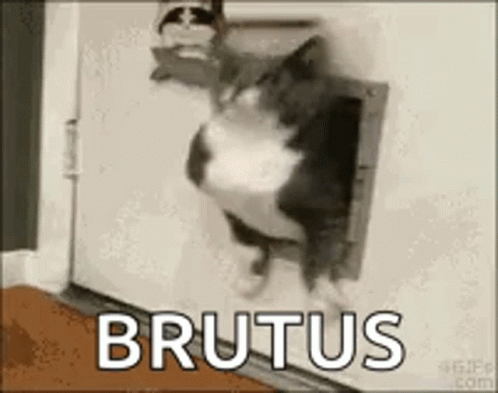 Cat Sticking Head Out of Cat Door Saying Brutus