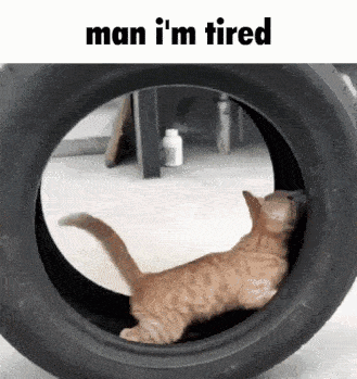 Cat Sticking Head Out of Tire Man I'm Tired