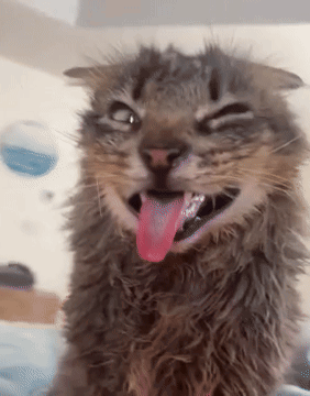 Cat Sticking Out Tongue GIF