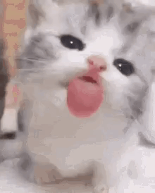 Cat Sticking Out Tongue GIF