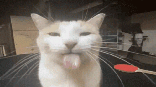Cat Sticking Tongue In Front Of Red Paddle GIF