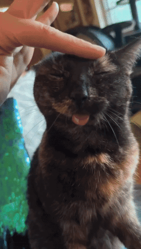 Cat Sticking Tongue Out Being Petted