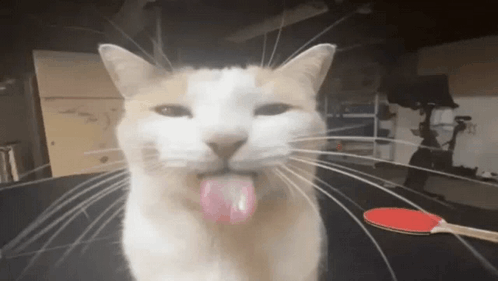 Cat Sticking Tongue Out Table Tennis Paddle