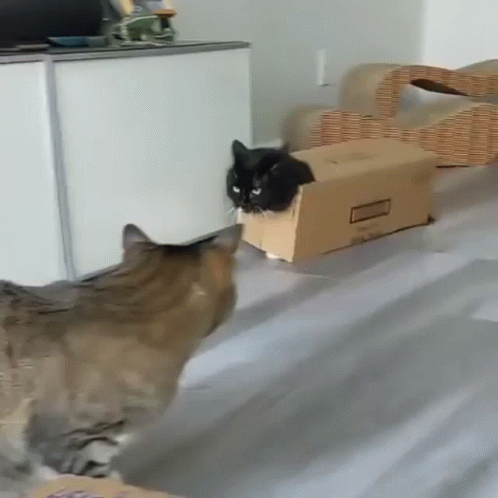 Cat Stop Waving Leaving Friend GIF