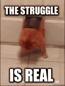 Cat Struggle Coming In GIF