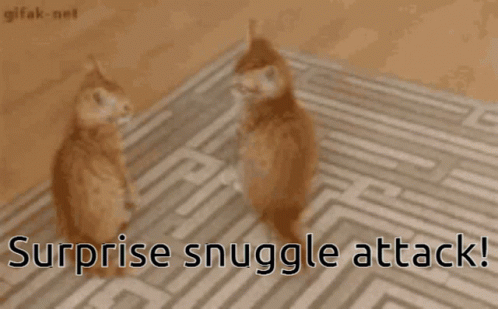 Cat Surprise Snuggles Attack GIF