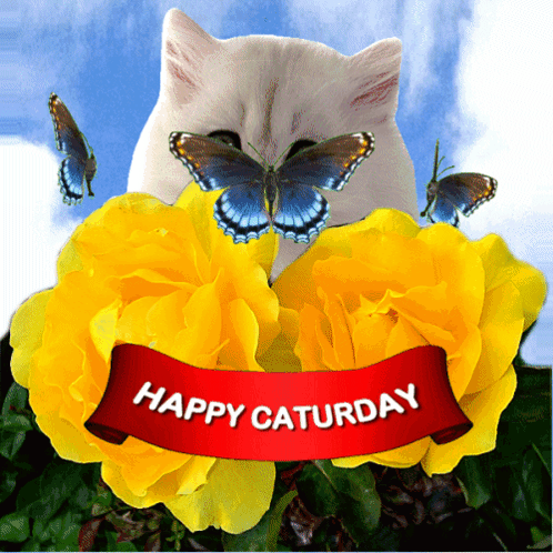 Cat Surrounded by Yellow Flowers Happy Saturday Banner