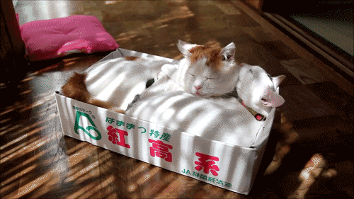 Cat Sweet Lick Box GIF