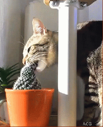 Cat Taking A Bite Cactus GIF
