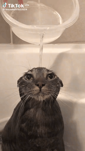Cat Taking Bath in Tub