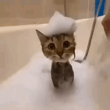 Cat Taking Bath With Foam