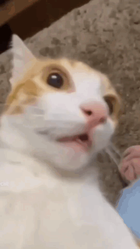 Cat Taking Selfie Close Up