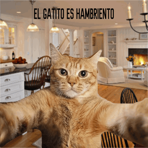 Cat Taking Selfie El Gatito Es Hambriento GIF