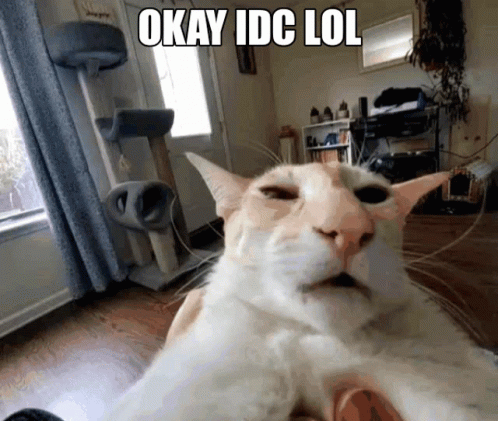 Cat Taking Selfie Saying Okay Idc Lol