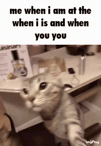Cat Taking Selfie GIF