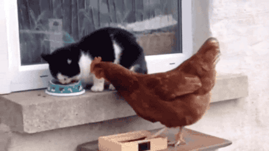 Cat Tapping The Chicken Head GIF