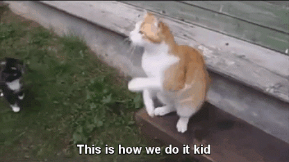 Cat Teaches Begging GIF