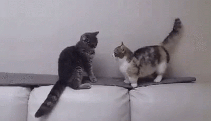 Cat Teaches Cat Patience GIF