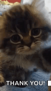 Cat Thank You