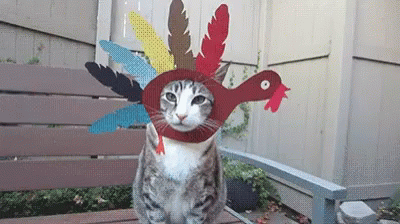 Cat Thanksgiving Costume Turkey Meme GIF