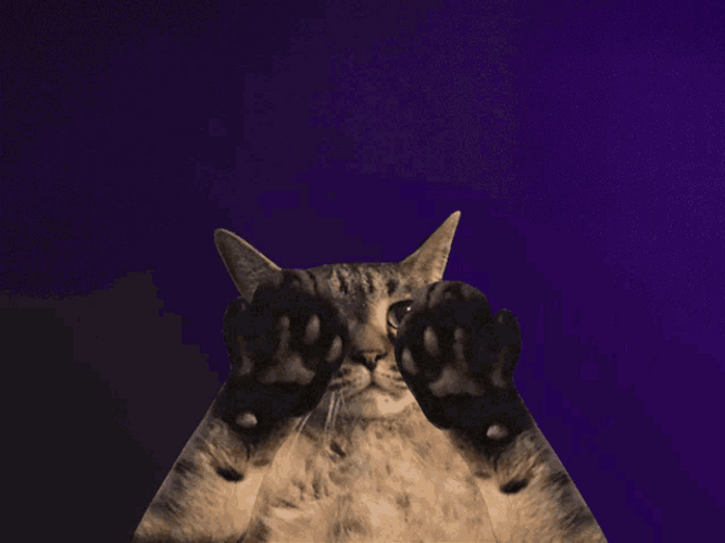 Cat The More You Know GIF