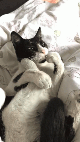 Cat Thinkin Bout U