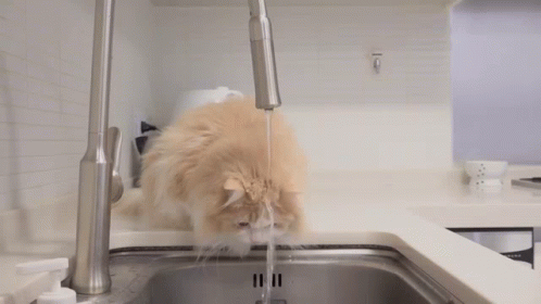 Cat Thinks They Need Plumber GIF