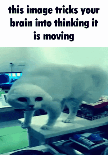 Cat This Image Tricks Your Brain Into Thinking It Is Moving
