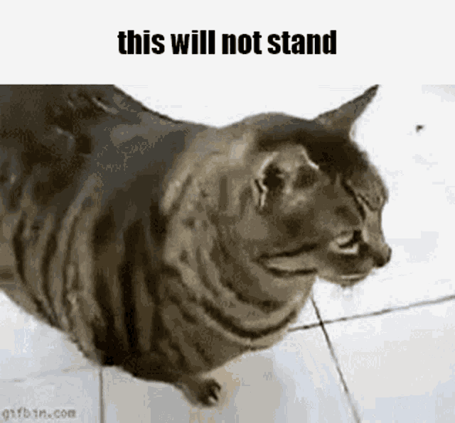 Cat This Will Not Stand Gif GIF