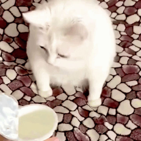 Cat Throwing Up Yuck GIF