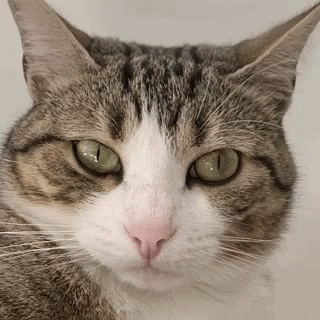 Cat Thug Life GIF