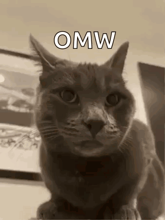 Cat Thumbs Up GIF