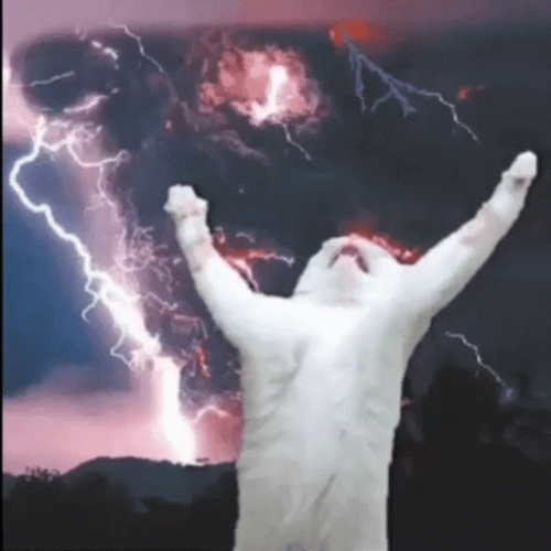 Cat Thunder Storm GIF