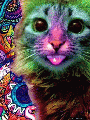 Cat Tongue Acid Trip GIF