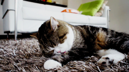Cat Tongue Licking GIF
