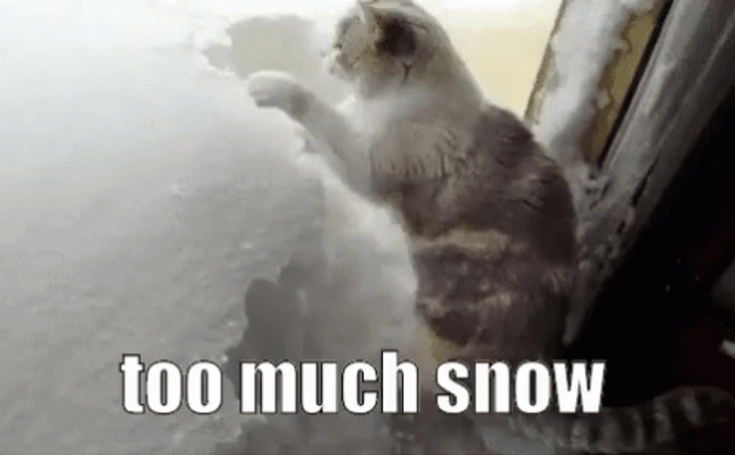 Cat Too Much Snow GIF