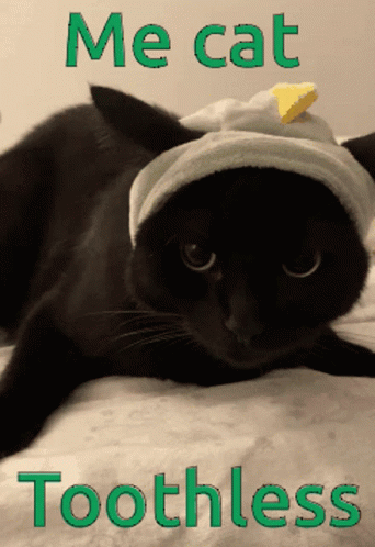 Cat Toothless Look Alike GIF