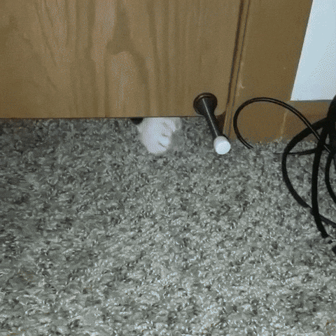 Cat Touches Door Stopper And Boing GIF