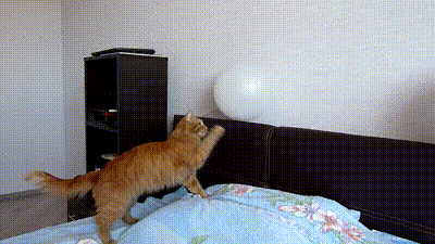 Cat Touching The Balloon GIF