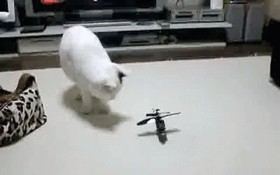 Cat Toy Helicopter Meme GIF
